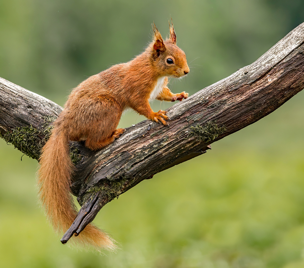 4 Val climbing squirrel
